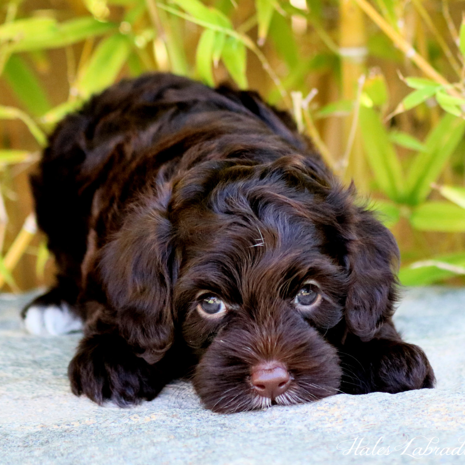 chocolate labradoodle puppies